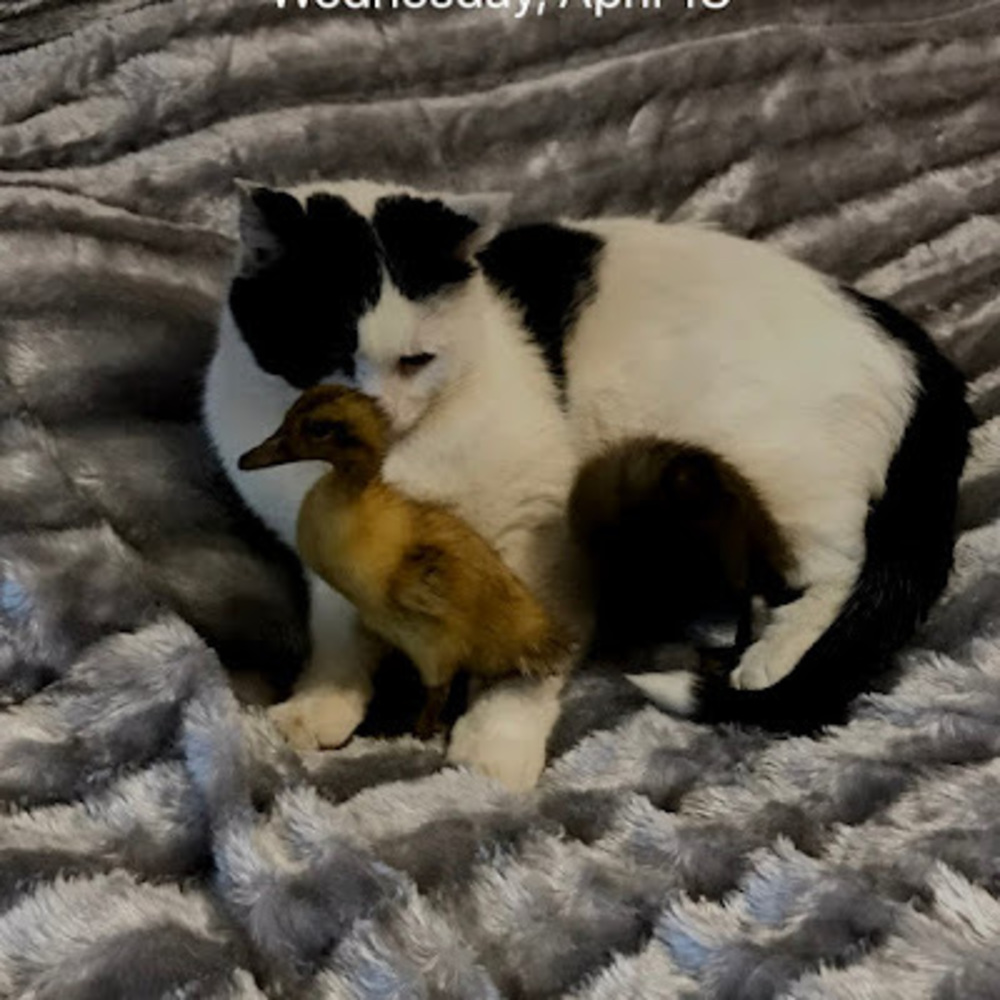 Meet your Posher, Kitty_